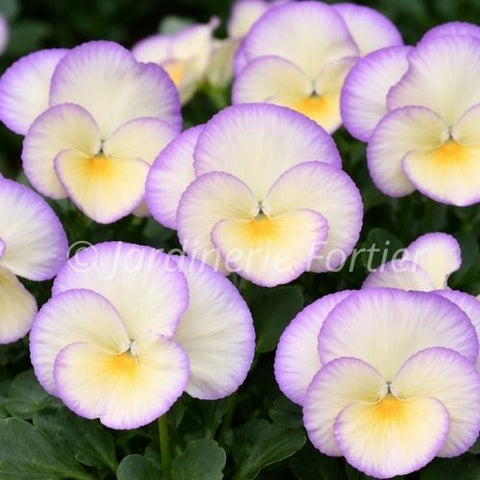 Viola "Etain"