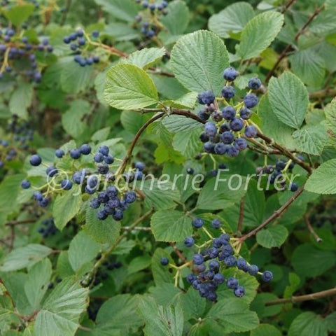 Viorne "Blue Muffin"