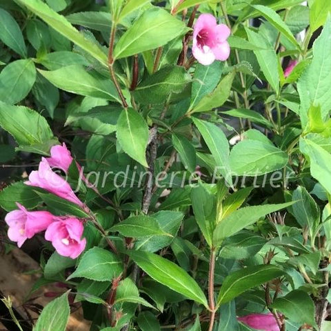 Weigela "Minuet"