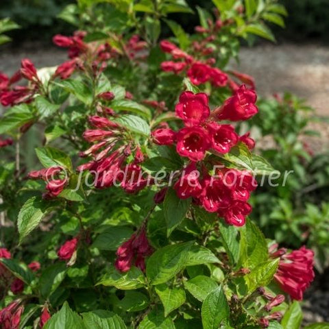 Weigela nain rouge
