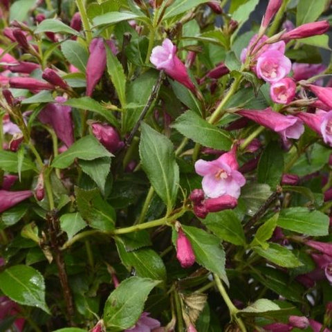 Weigela "Minuet"