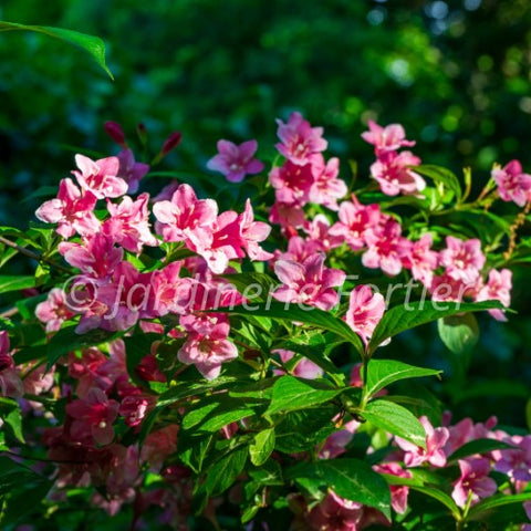 Weigela "Sonic Bloom Punch"