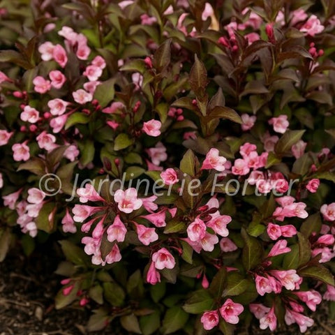 Weigela "Afterglow"