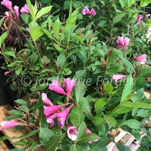 Weigela "Minuet"