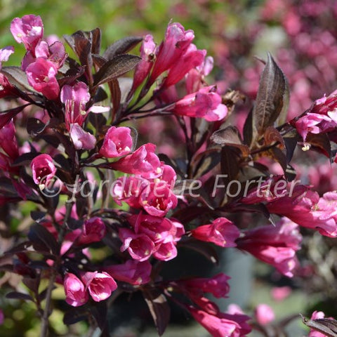 Weigela "Florida Purpurea"