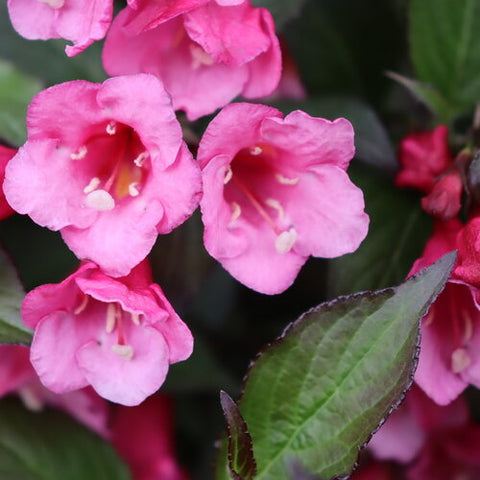Weigela "Sonic Wine"