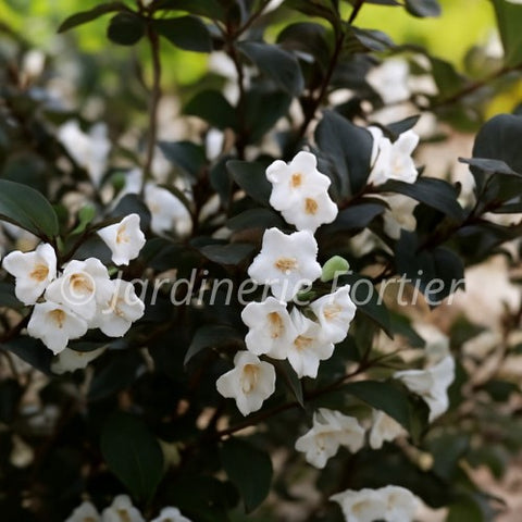Weigela "Wine & Spirits"