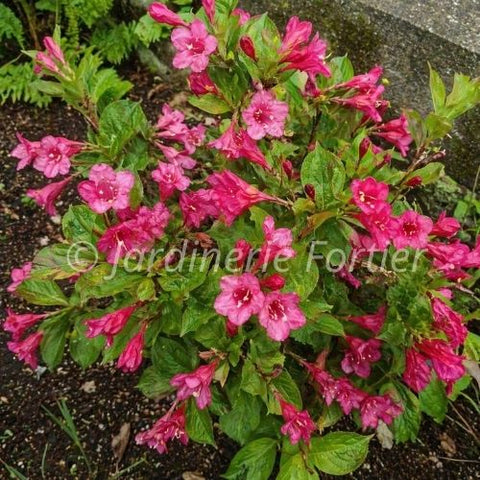 Weigela "Sonic Bloom pink"
