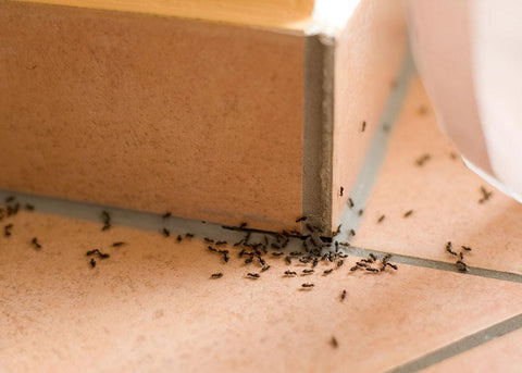 Insecticide sans odeur Bug-Tek — Prêt à l’emploi