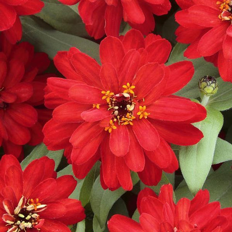 Zinnia profusion rouge