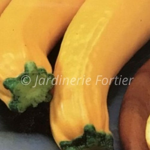 Zucchini Jaune / Potager Santé