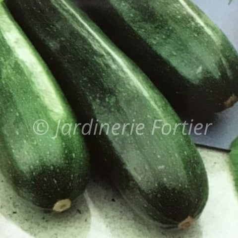 Zucchini Vert / Potager Santé