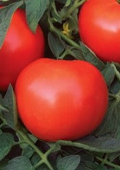 Semence "Tomate rouge fantastique"