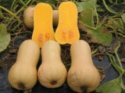 Semence de "Courge d'hiver Butternut" Biologique