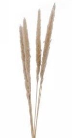 Tige de plumes beige