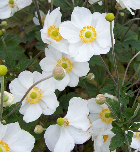 Anemone Honorine Jobert