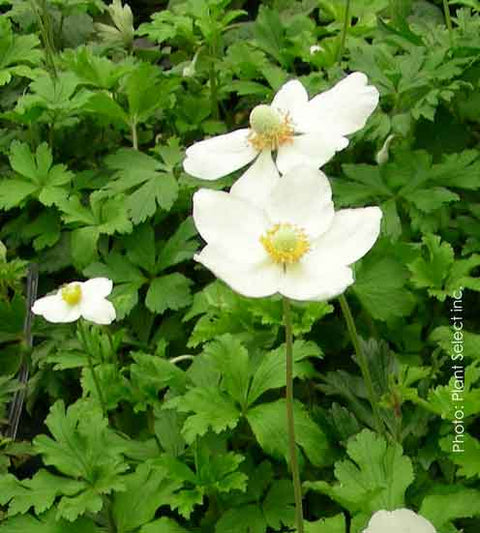 Anemone sylvestris