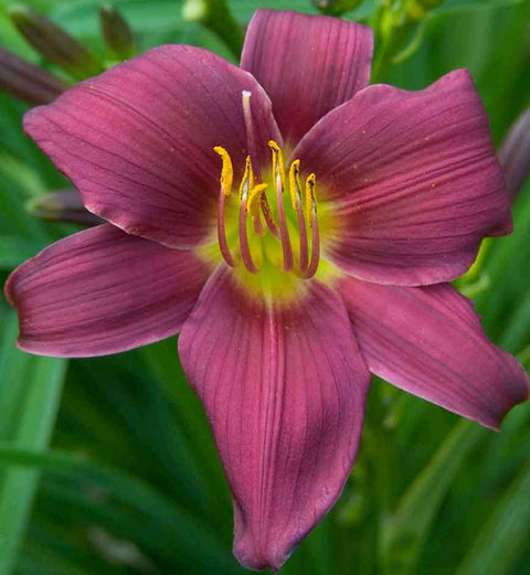 Hémérocalle "Stella in Purple"