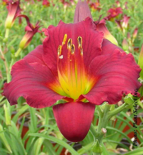Hémérocalle "Stella in Red"