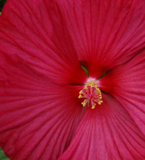 Hibiscus "Luna Red"