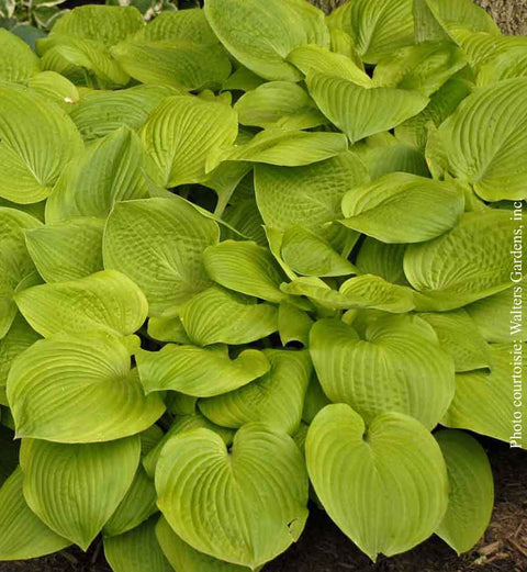 Hosta "August Moon"