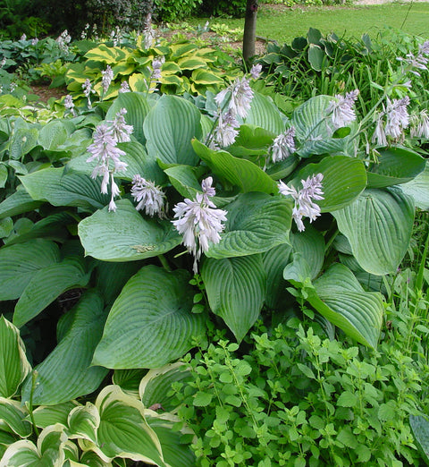 Hosta "Empress Wu"