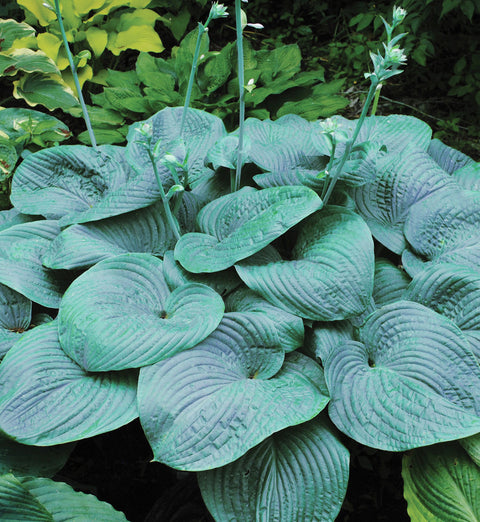 Hosta "Humpback Whale"
