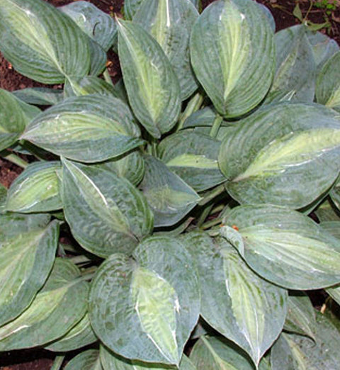 Hosta "Kiwi Full Monty"