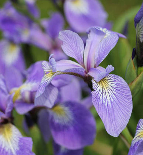 Iris "Versicolor"