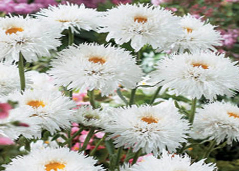 Leucanthemum "Santé"