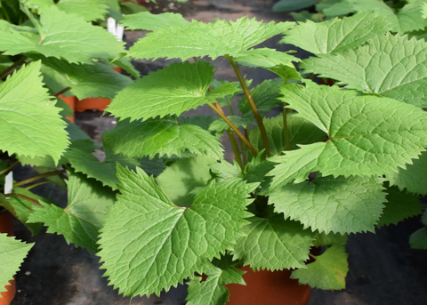Ligulaire stenocephala "The Rocket"