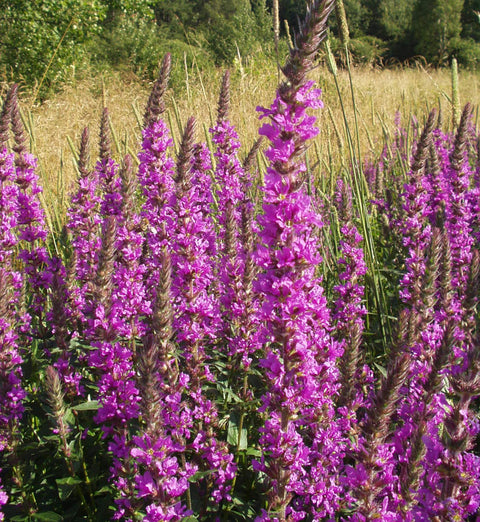 Lythrum salicaria "Morden's Gleam"