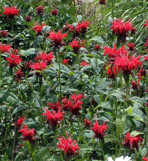Monarde "Jacob Cline"