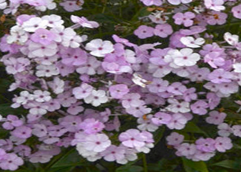 Phlox "Opening Act Blush"