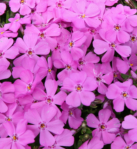 Phlox subulata "Emerald Pink"