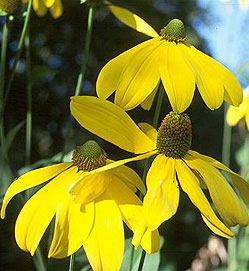 Rudbeckie nitida "Herbstsonne"