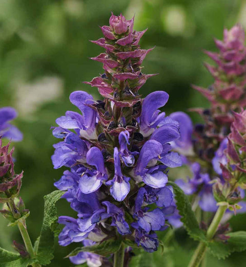 Salvia "Blue Marvel"