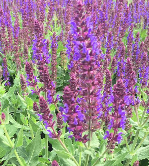 Salvia "Violet Riot"