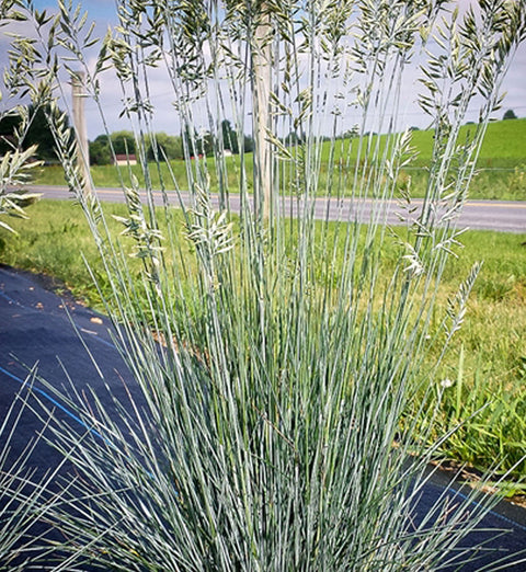 Festuca "Cool as Ice"