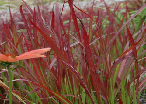 Imperata cylindrica "Red Baron"