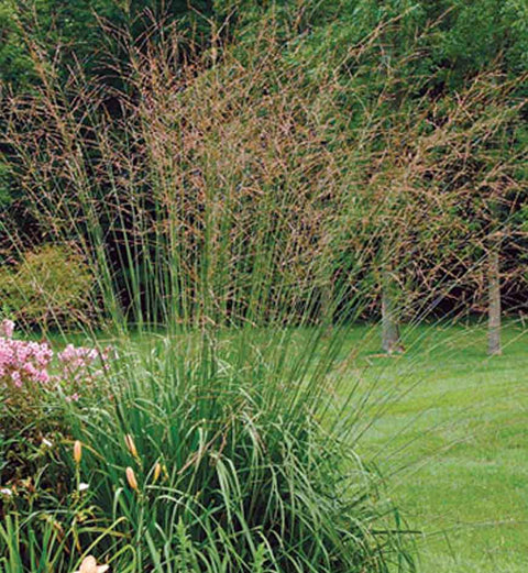 Molinia "Skyracer"