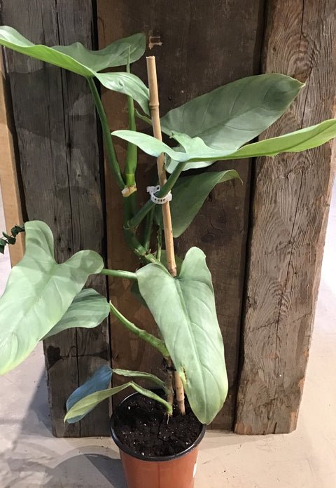 Plante d'intérieur "Philodendron Silver Sword"