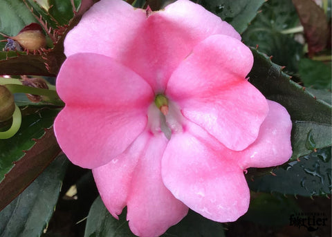 Jardinière Impatiens Nouvelle-Guinée rose