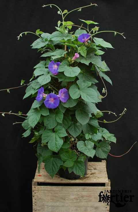 Ipomea Grandiflora bleu