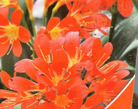 Plante d'intérieur "Clivia miniata"