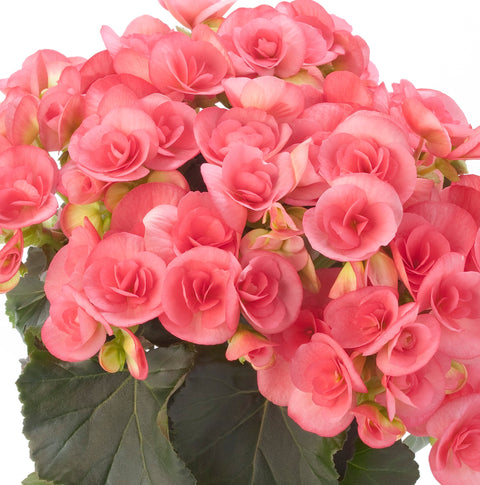 Jardinière classique Bégonia rieger rose