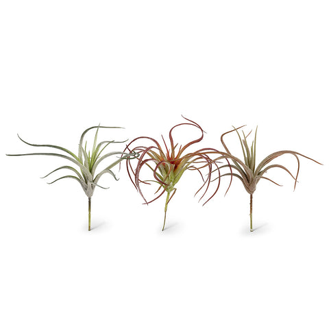 Plante d'intérieur "Tillandsia"