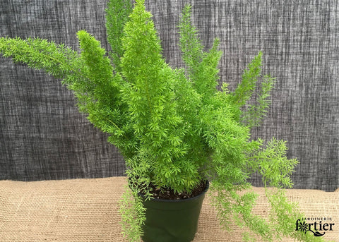 Asparagus Meyeri