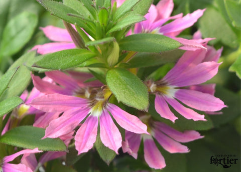 Jardinière de Scaveola rose