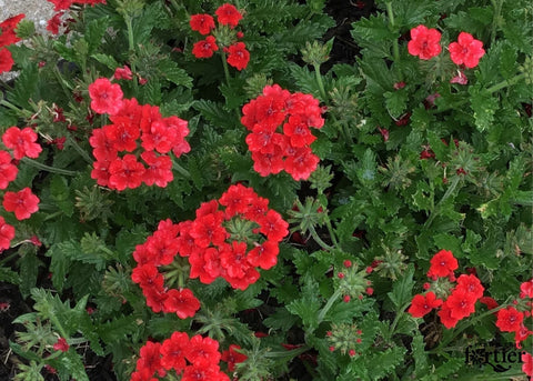 Jardinière de Verveine rouge